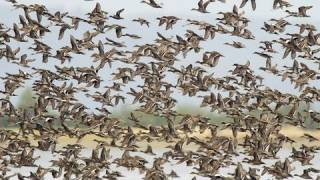 Birds of the Mississippi River Delta [upl. by Siuqram]