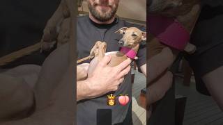 My Dad and My needy italian greyhound dog dogs funny funnyvideo funnyshorts italiangreyhound [upl. by Hankins592]