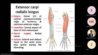 Extensor muscles of the forearm [upl. by Malcom62]