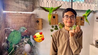 Green Parrot🦜Baby Ko Big Green Parrot Sa Milwa Diya 🥰✨ [upl. by Adaline]