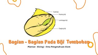 Struktur Biji Pada Tumbuhan Beserta Fungsinya Materi Plantae Biologi [upl. by Alegre39]