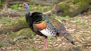 Ocellated Turkeys in Tikal [upl. by Leinod304]