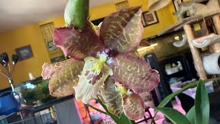 New Orchids May to June 2024  Part 1 of 3 [upl. by Rosinski]