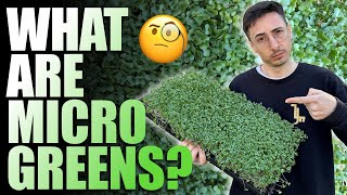 What Are Microgreens Full Explanation [upl. by Latona]