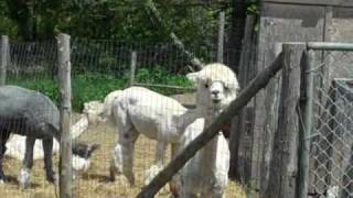 Rugosa Rose Alpaca Farm Campobello Island [upl. by Marve149]