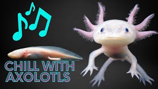 Axolotl Lofi  Stress Relief💞 [upl. by Nelleus701]