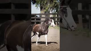 Criollo vs Quarter Horse  Cost Comparison shorts horses [upl. by Warthman]