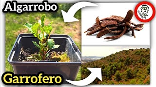 ​Cultivar Árbol de ALGARROBO o GARROFERO Desde Semilla Germinación y Desarrollo by mixim89 [upl. by Zadack163]