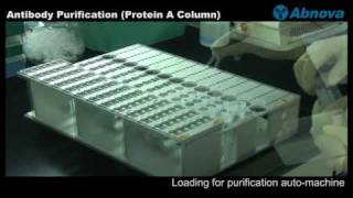 Antibody Purification Protein A Column [upl. by Enaitsirk595]