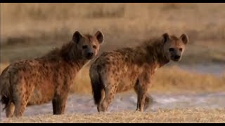 Hyenas الضباع Hyena [upl. by Cire224]