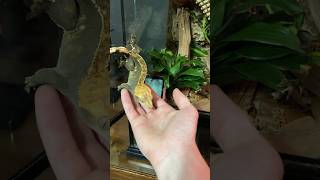 Handling my Crested Gecko🦎 [upl. by Chandless555]