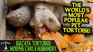 SULCATA TORTOISES MORPHS CARE amp HUSBANDRY [upl. by Mela452]