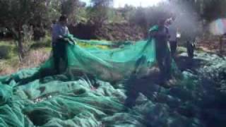 Sicily extra virgin olive oil production in Salemi Italymp4 [upl. by Jarv290]