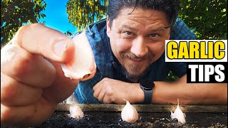 Garlic Planting Tips In 2023 [upl. by Kerred673]