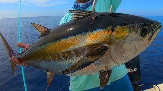 How to Catch HUGE blackfin Tuna  Catch and Cook  Fishing Anna Maria Island Florida [upl. by Winthrop763]