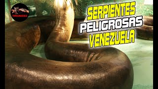 LAS SERPIENTES MAS PELIGROSAS DE VENEZUELA [upl. by Yelyac]