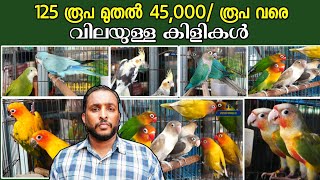 125 രൂപ മുതൽ 45000 രൂപ വരെയുള്ള കിളികൾ  Monk Parrot  Sun conure  Finches  African Grey Parrot [upl. by Ilera]