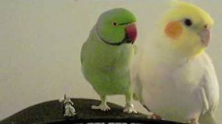 Talking Ringneck Parakeet and Cockatiel PART 1 [upl. by Corel]