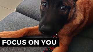 How To Get Your Dog To Focus On You  Puppy Training Eye Contact  Malinois [upl. by Tandy]