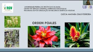 Vídeo Ordem Poales  Glícia Mayara [upl. by Beverlie782]