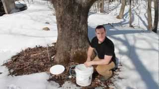 How to Make Maple Syrup [upl. by Holcomb573]