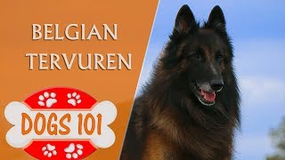 Dogs 101  BELGIAN TERVUREN  Top Dog Facts About the BELGIAN TERVUREN [upl. by Notsyrb]