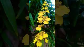 Kandyan Dancer OrchidOncidium sphacelatum🏵️🌼flowersorchids [upl. by Cynarra137]