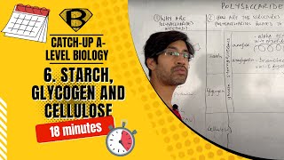 Starch glycogen and cellulose [upl. by Snoddy985]