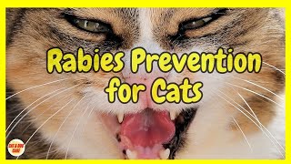 Rabies Prevention for Cats  What are The Symptoms of Rabies in Cats  Cat Grooming [upl. by Aleet230]