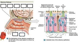 Olfactory Pathway  cellular components of olfactory epithelium by DrAbhishek kumar [upl. by Rennat]