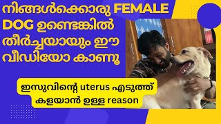 ഇസൂട്ടന്റെ surgery sterilization നാളെ ആണ് female dogs നെ spay ചെയ്യാനുള്ള കാരണങ്ങൾ [upl. by Adeirf509]