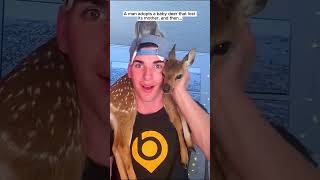 A man adopts a baby deer that lost its mother deer babydeer short [upl. by Niveek]