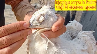 Coryza in Poultry Signs Symptoms Remedy and Clearing the eye  Dr ikram [upl. by Iaria]