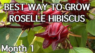 Growing ROSELLE HIBISCUS from seed  Planta de Jamaica [upl. by Dreeda412]