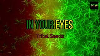 In Your Eyes  Tribal Seeds Karaoke Version HD [upl. by Carey228]