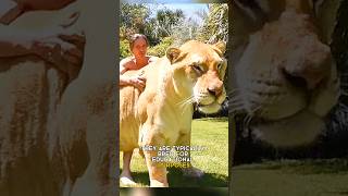 Liger  the largest cat in the world [upl. by Leanahtan696]