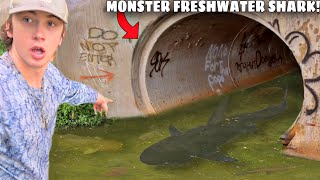 I Caught a MONSTER Freshwater Shark [upl. by Leahplar]