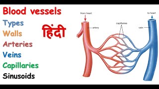 Blood vessels in hindi  types  arteries  veins  walls  capillaries  sinusoids [upl. by Lennahc819]