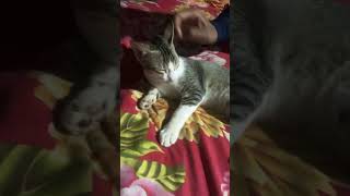 মানদার পোলা আমারে চিনছোস😂😂😁 funny cat tending shorts viral reels video [upl. by Renell865]