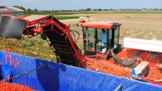 Raccoglipomodoro Corima Italia  Tomato Harvester  Cosechadora de tomate  Colheitadera de tomate [upl. by Rickart]