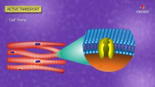 Carrier mediated transport  Active transport USMLE  Animated Membrane Physiology [upl. by Marieann]