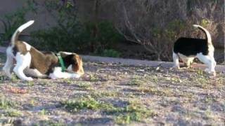 Beagle Puppies Miniture Beagles Playing New Litter [upl. by Aliuqet71]