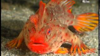 Red Handfish Thymichthys politus from Tasmania Australia  walking [upl. by Kcirrad496]