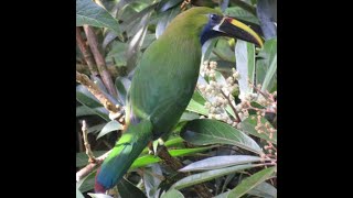 Tucán esmeralda Aulacorhynchus prasinus [upl. by Nacul]