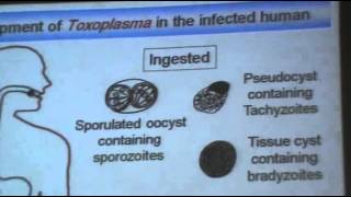 DrAzaa 10  Toxoplasmosis [upl. by Atinuaj]