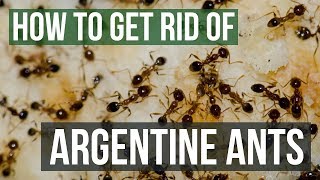 How to Get Rid of Argentine Ants 4 Easy Steps [upl. by Akinak522]