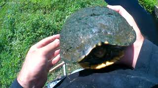 i caught a red eared slider in the Creek [upl. by Enitsua900]