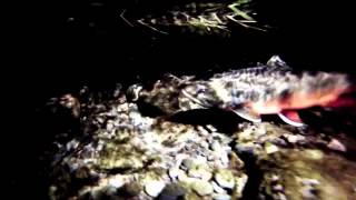 Arctic Charr Filmed Underwater in Cumbria [upl. by Cordle]