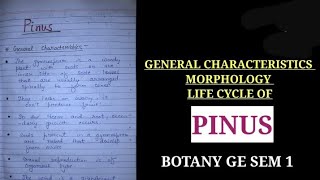 General characteristics morphologyand life cycle of Pinus botany notes zoology bsczoology vbu [upl. by Delmer]