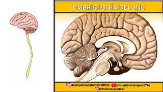 EMBRIOLOGÍA DEL SNC  Telencéfalo diencéfalo mesencéfalo metencéfalo y mielencéfalo [upl. by Aurelie918]